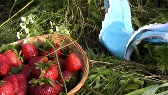 Fraises Et...